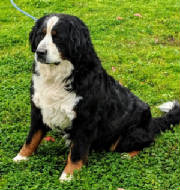 Bernese/thumbna555ilIMG3127.jpg