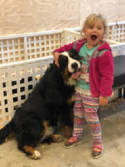 Bernese/thumbna555ilIMG3127.jpg