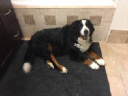 Bernese/thumbnail55IMG8883835.jpg