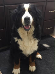 Bernese/thumbnail55IMG8883835.jpg