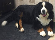 Bernese/thumbnail55IMG8883835.jpg