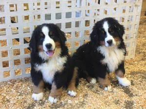 Bernese/thumbnailIMG5681.jpg