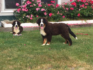 Bernese/thumbnailIMG8428.jpg