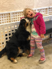 Bernese/thumbna555ilIMG3127.jpg