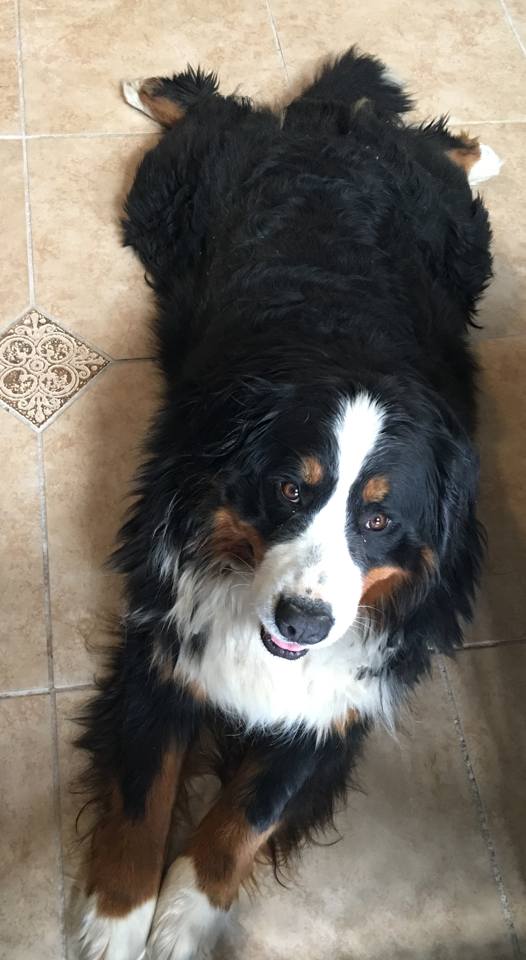 Bernese/IMGEstelle9292.JPG