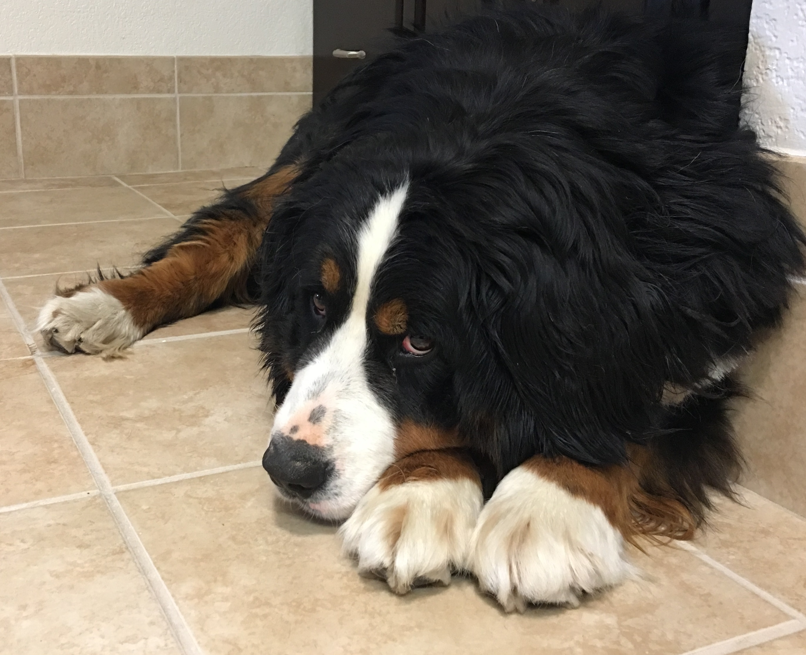 Bernese/IMGEstelle9292.JPG