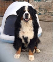 Bernese/SireArmaniImportHungaryMikesUtiWorldCHKennel.jpg