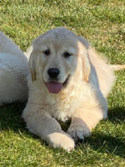 Goldens/LadieGary2044.jpg