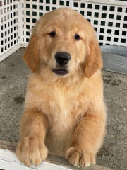 Goldens/LadieGary2044.jpg