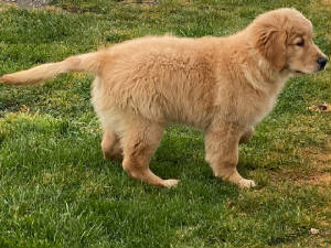 Goldens/LadieGary2044.jpg