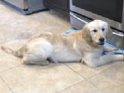 Goldens/MacysthumbnailIMG6204.jpg