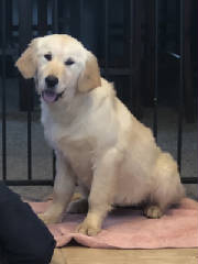 Goldens/MacysthumbnailIMG6204.jpg