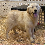 Goldens/MacythumbnailIMG1588.jpg