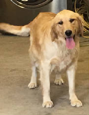 Goldens/SephoraIMG1042.jpg