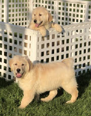 Goldens/thumbnail888IMG6739.jpg