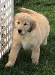 Goldens/thumbnail888IMG6739.jpg