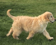 Goldens/thumbnail888IMG6739.jpg