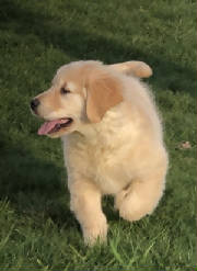 Goldens/thumbnail888IMG6739.jpg