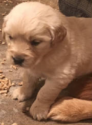 Goldens/thumbnailIMG5553577.jpg
