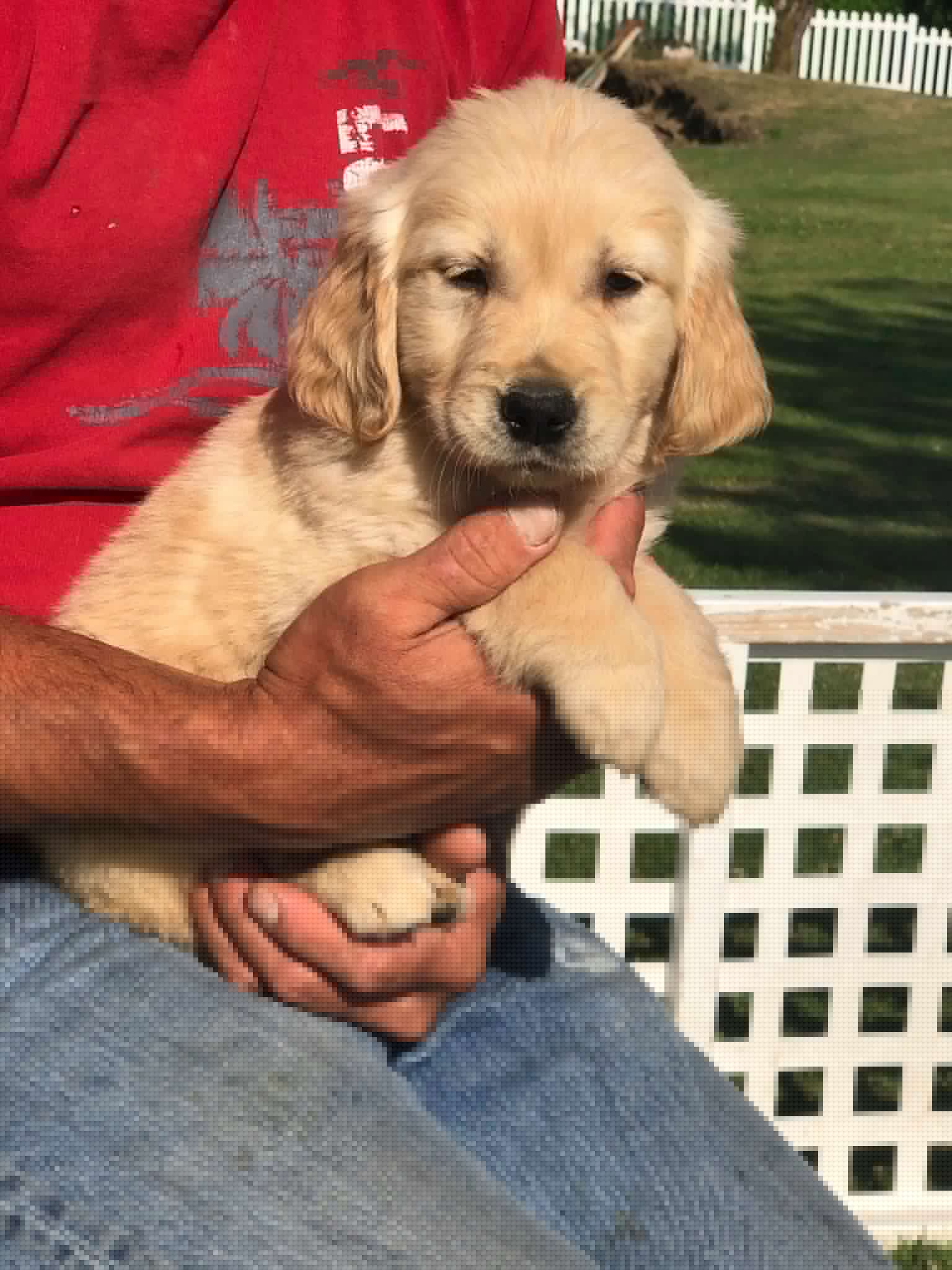 Goldens/thumbnail_IMG_9189.jpg