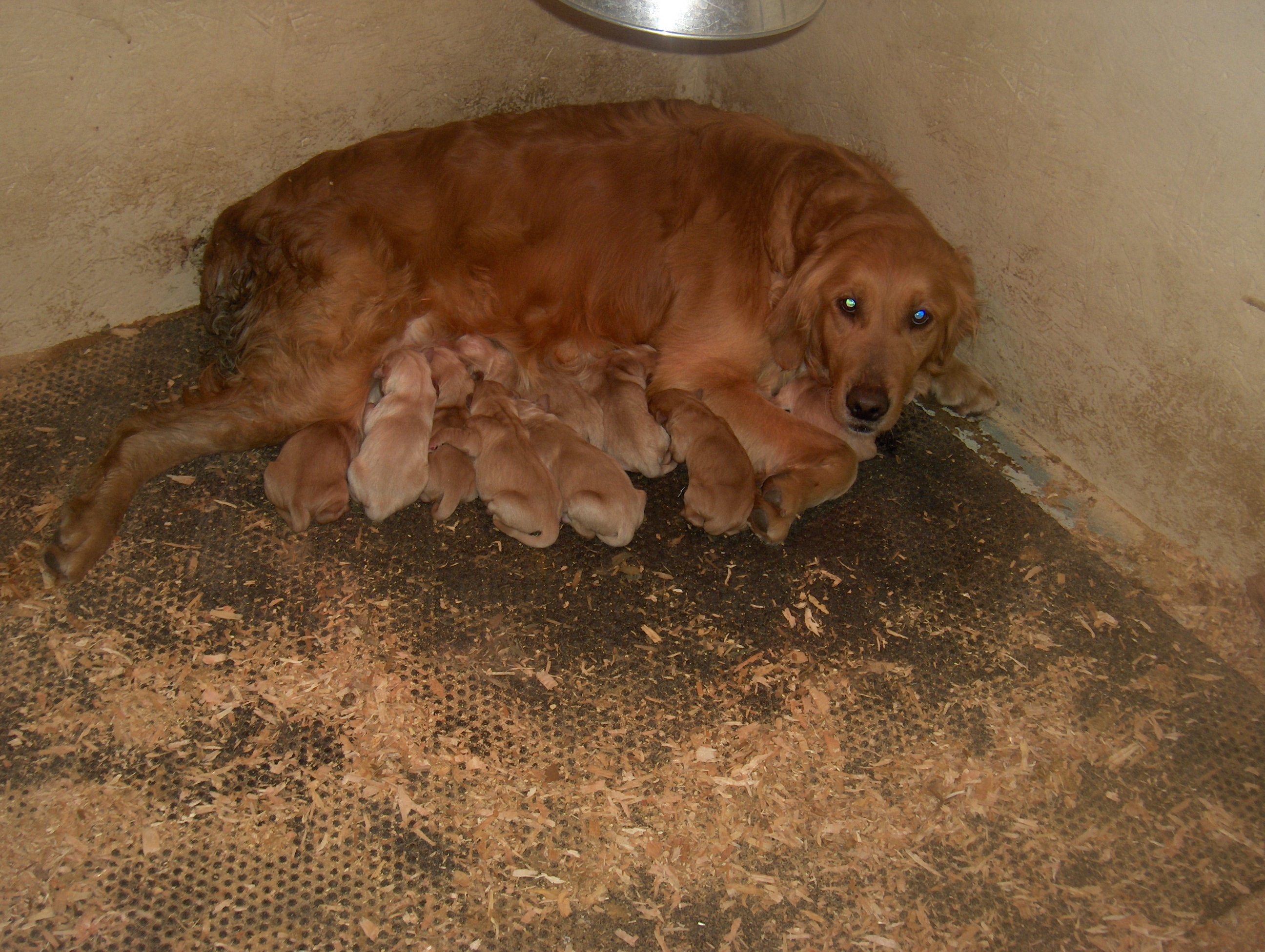 Heidisnewbornpups.JPG