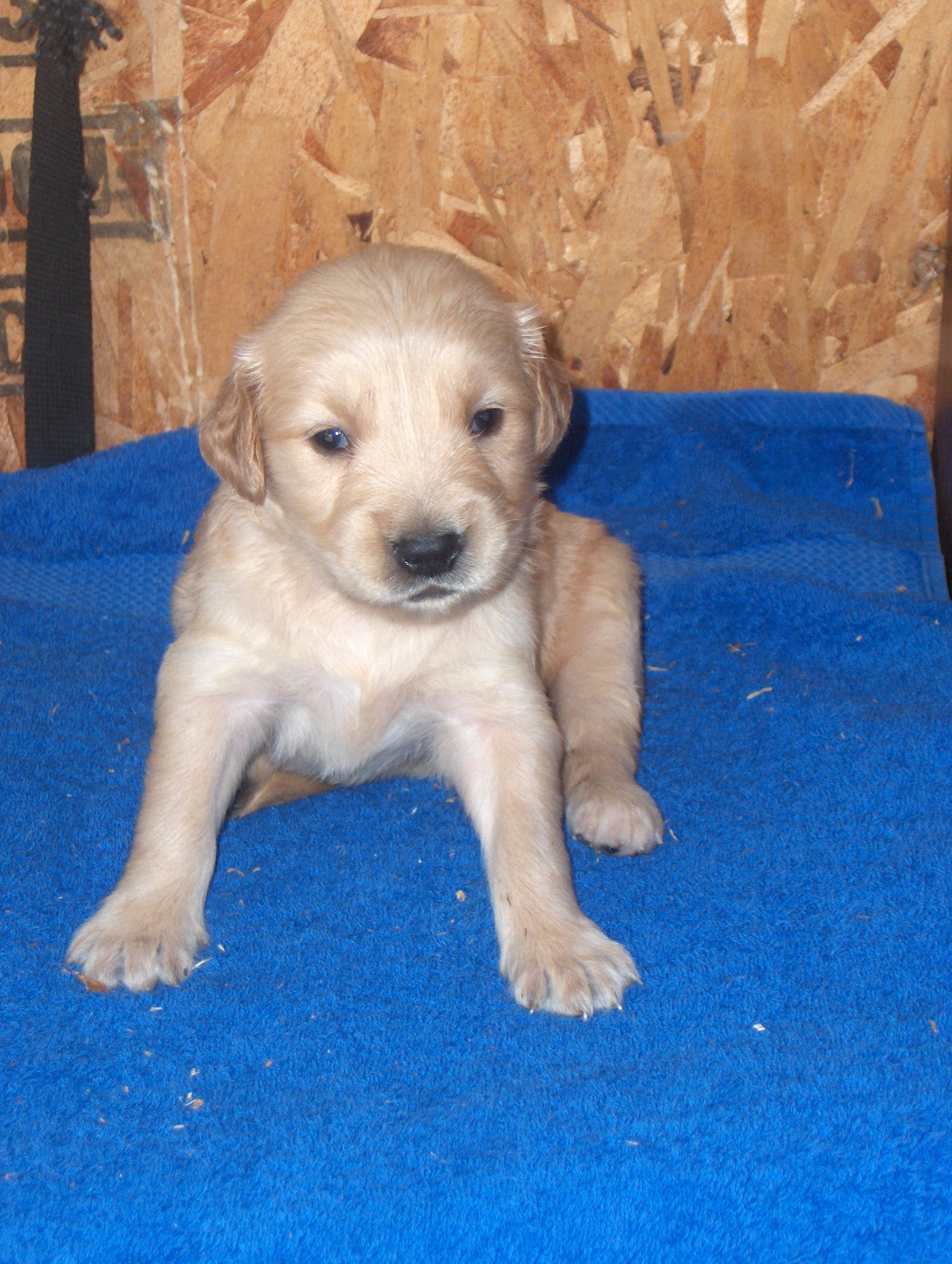 heidiHollypups4weeks003.JPG