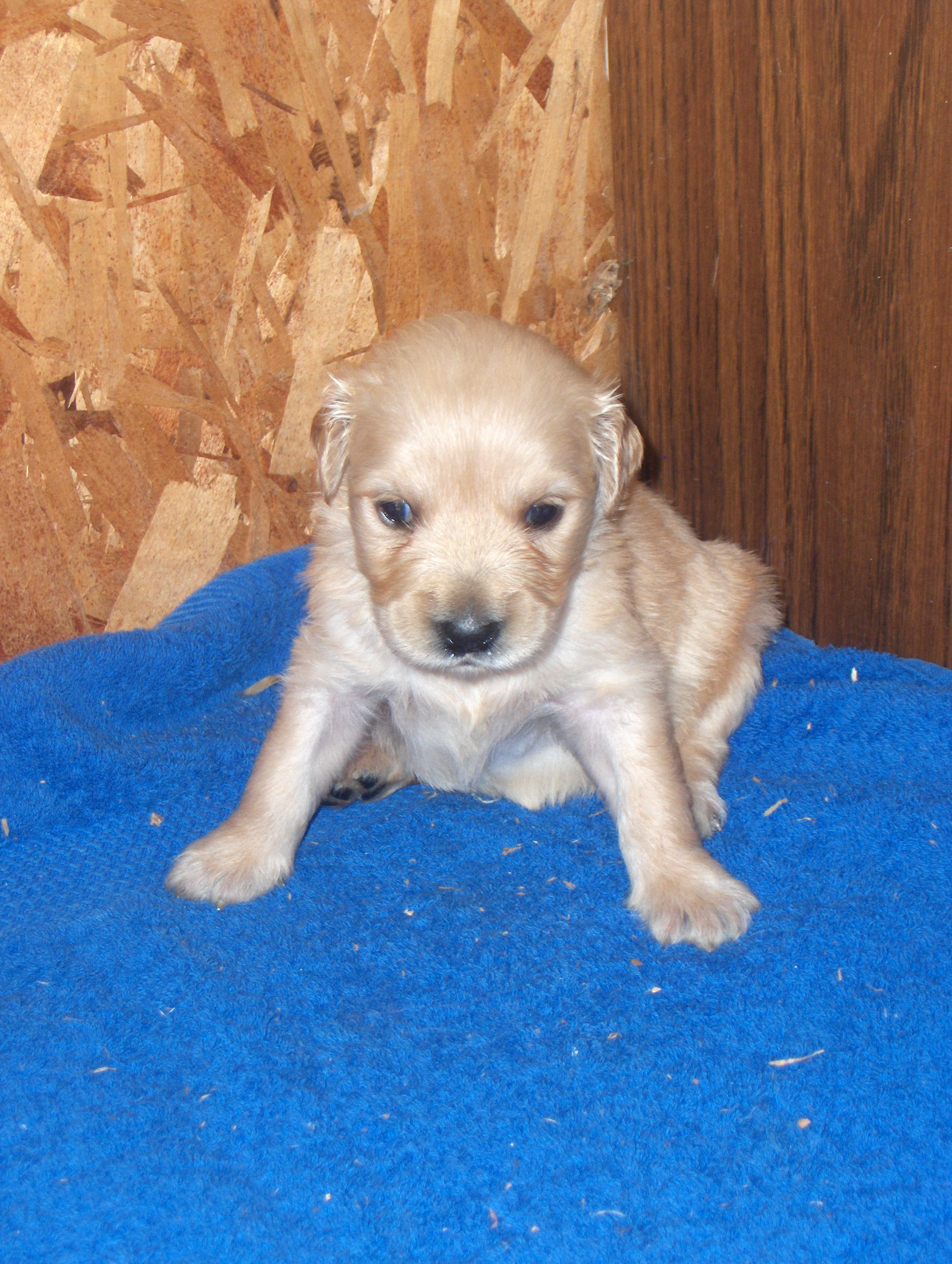 heidiHollypups4weeks015.JPG