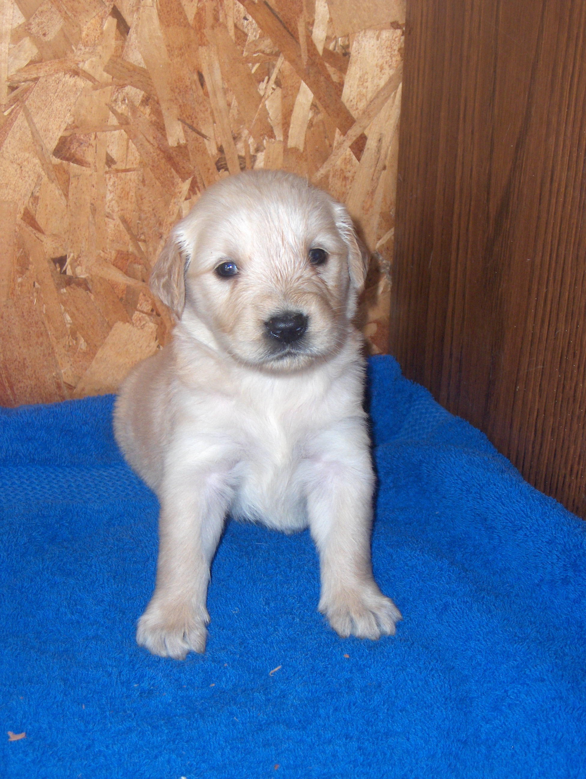 heidiHollypups4weeks015.JPG