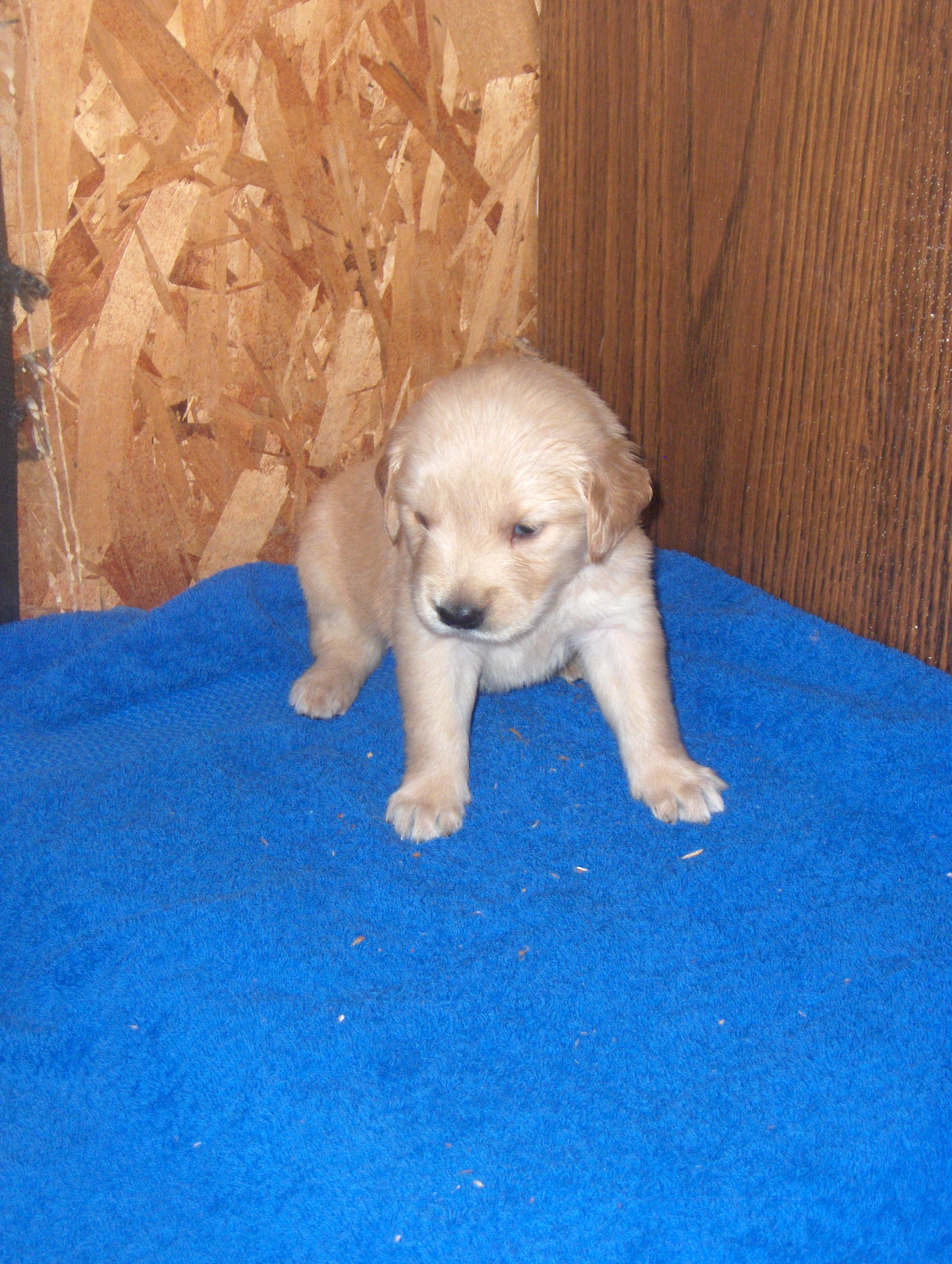 heidiHollypups4weeks003.JPG