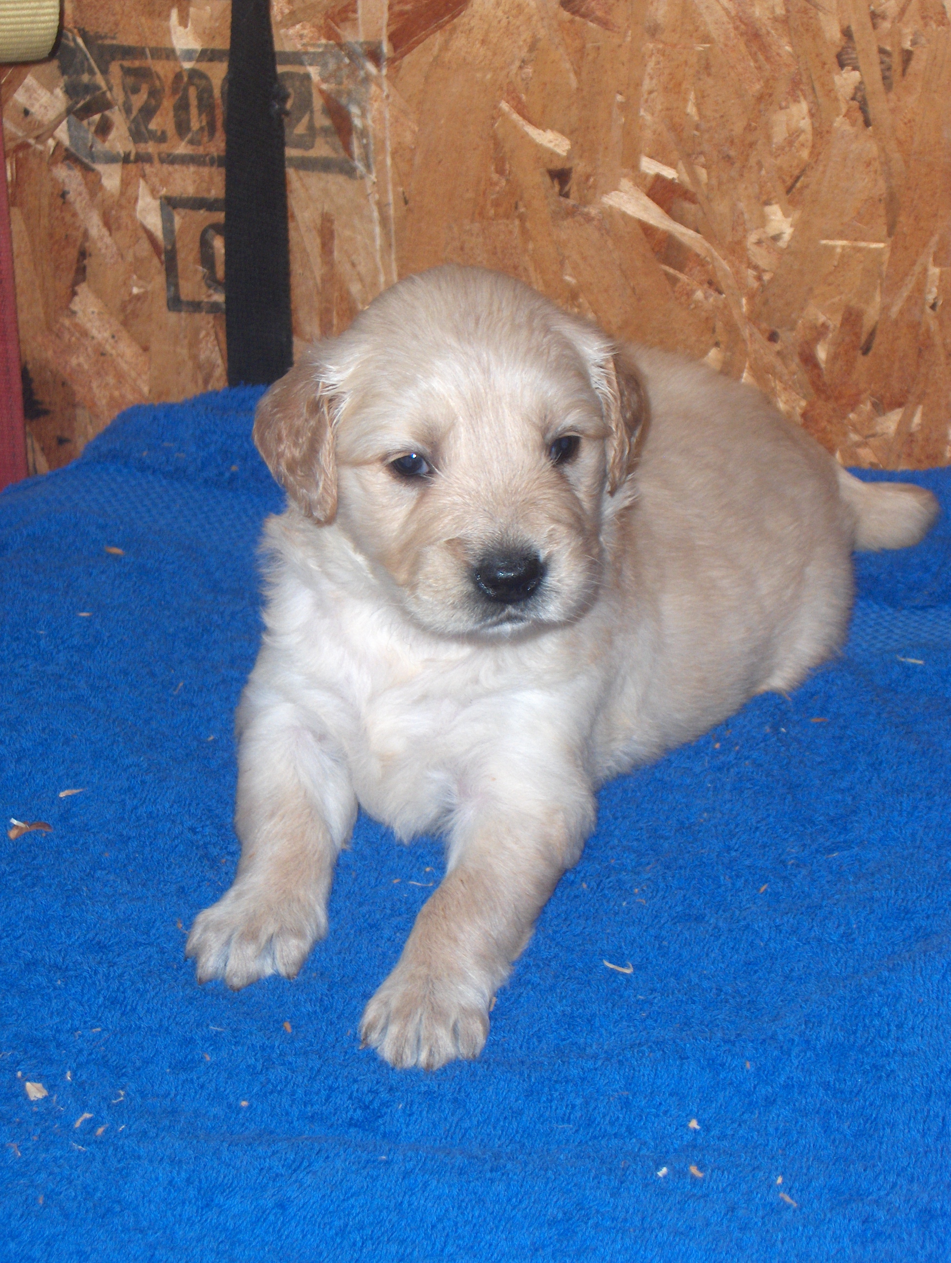 heidiHollypups4weeks003.JPG