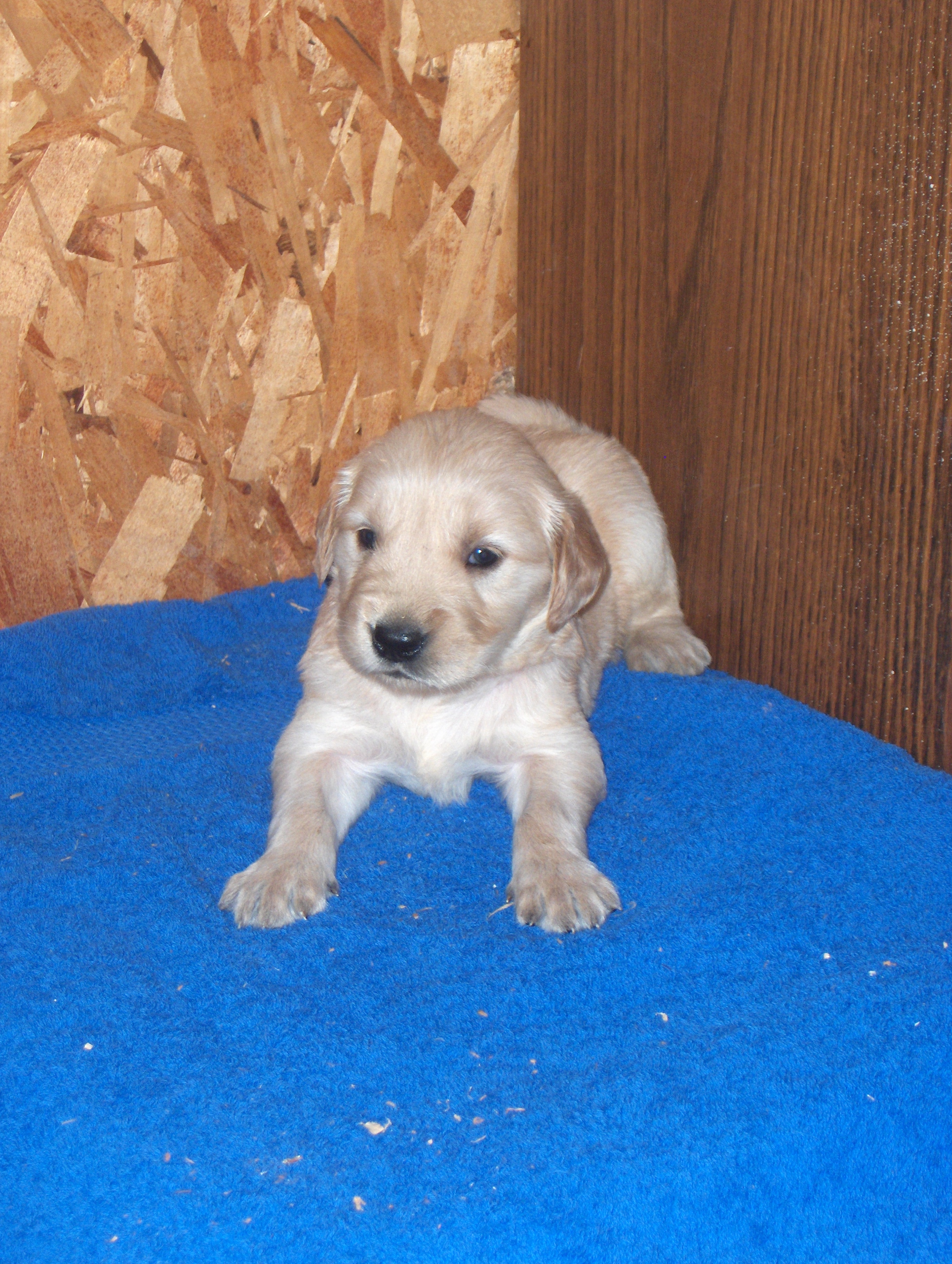 heidiHollypups4weeks003.JPG