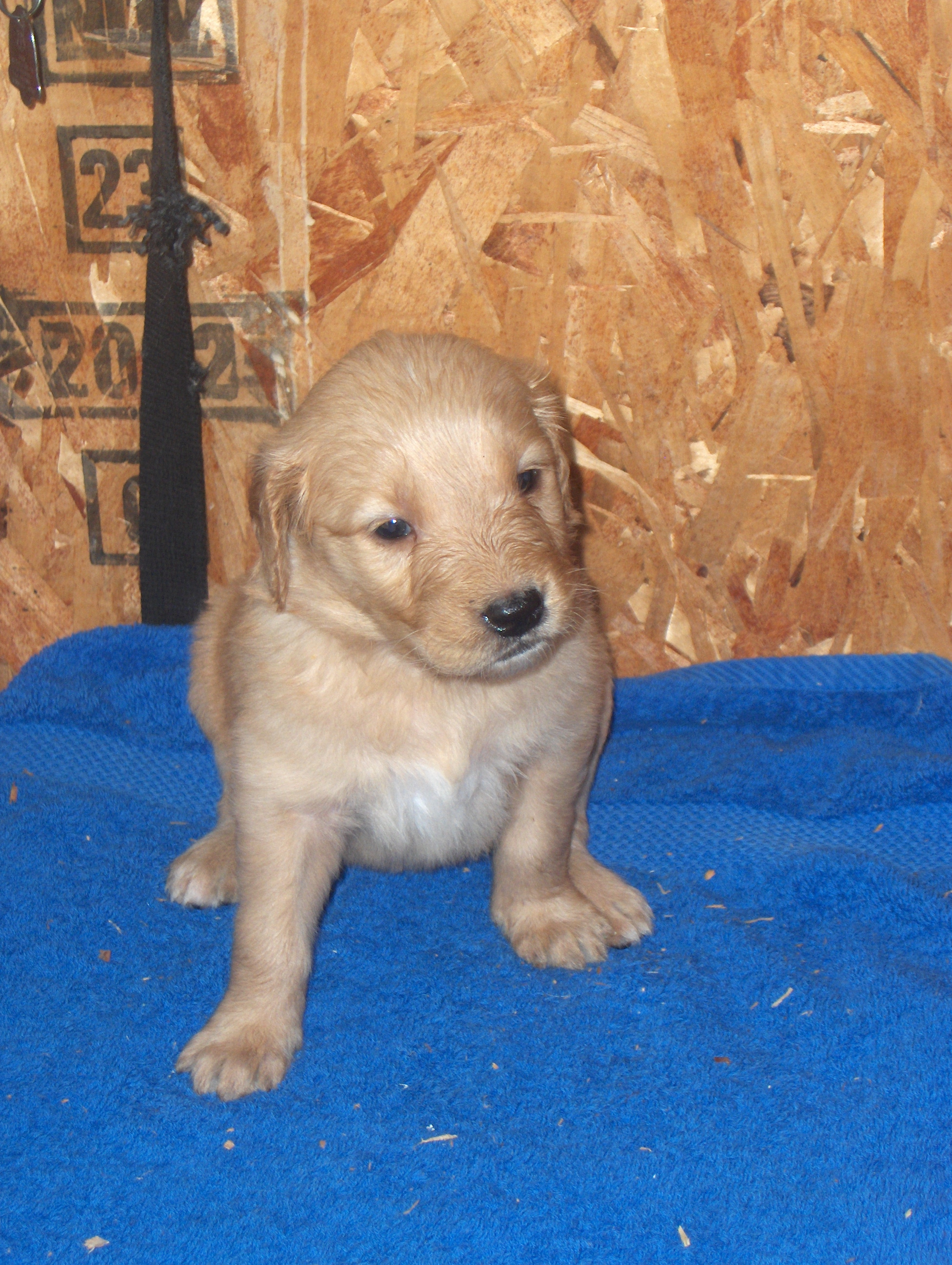 heidiHollypups4weeks003.JPG