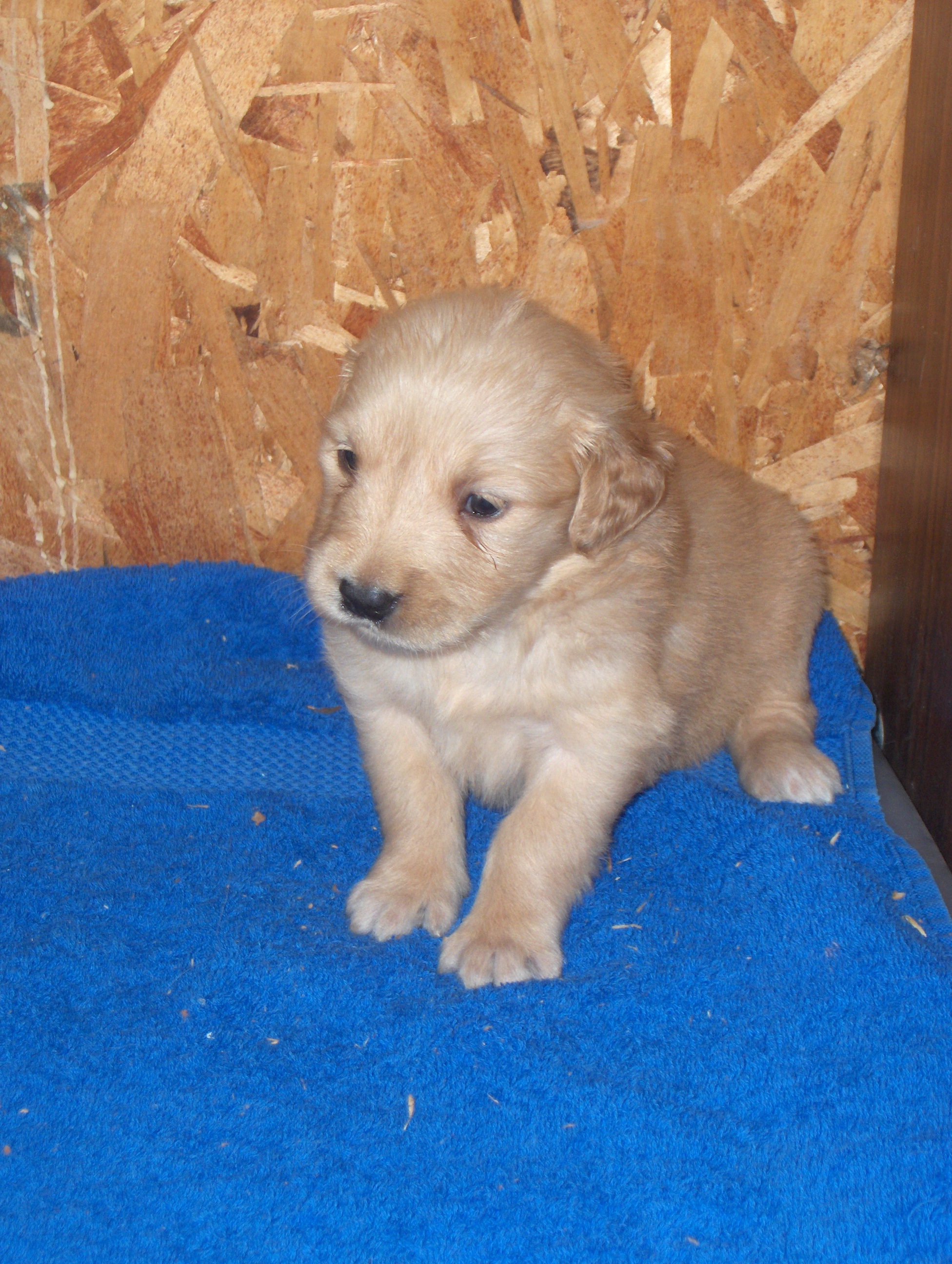 heidiHollypups4weeks003.JPG