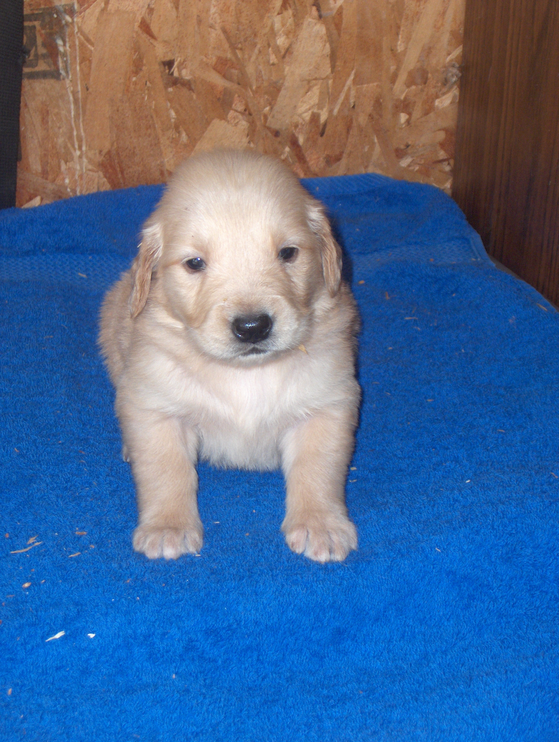 heidiHollypups4weeks003.JPG