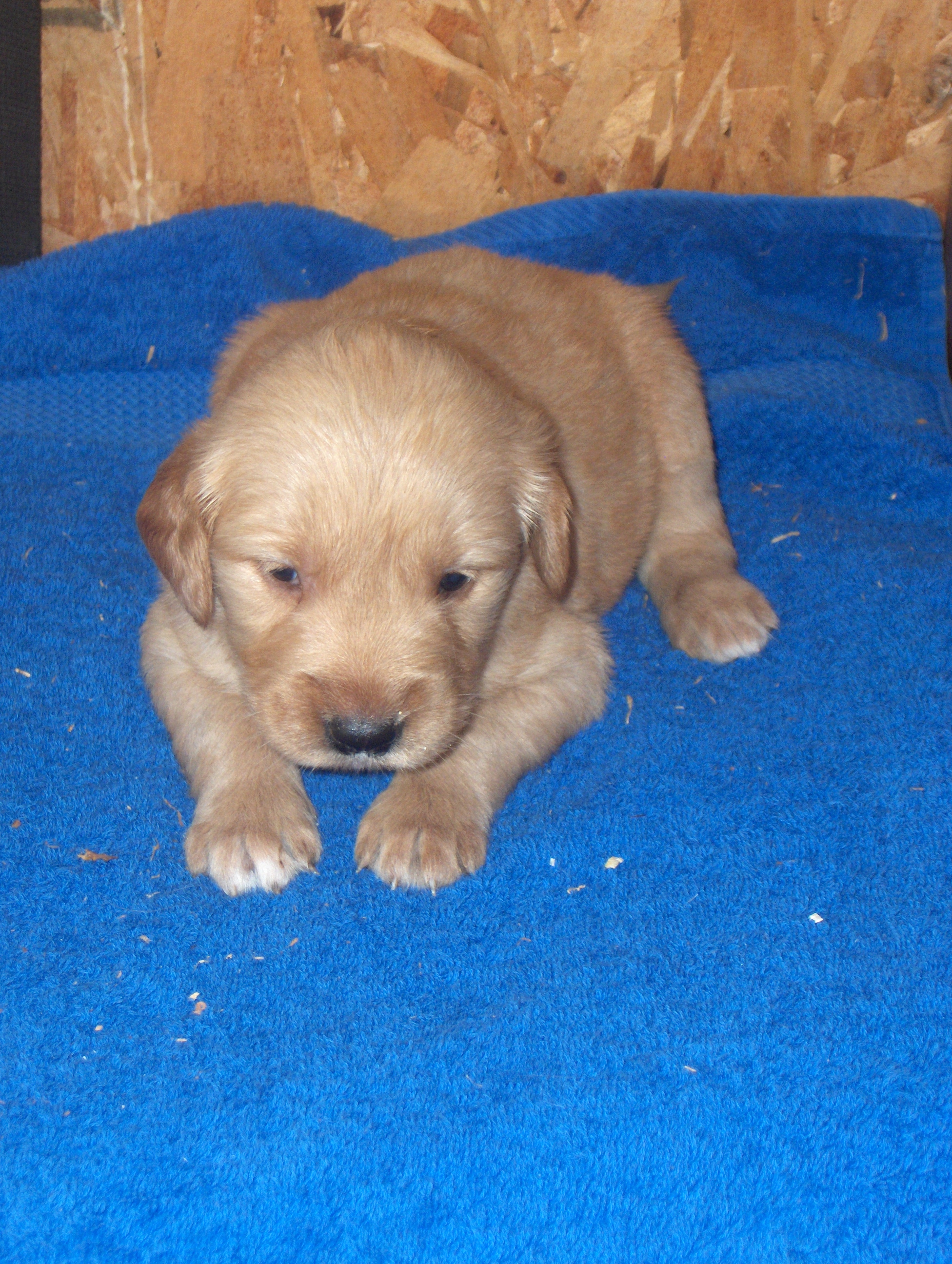 heidiHollypups4weeks003.JPG