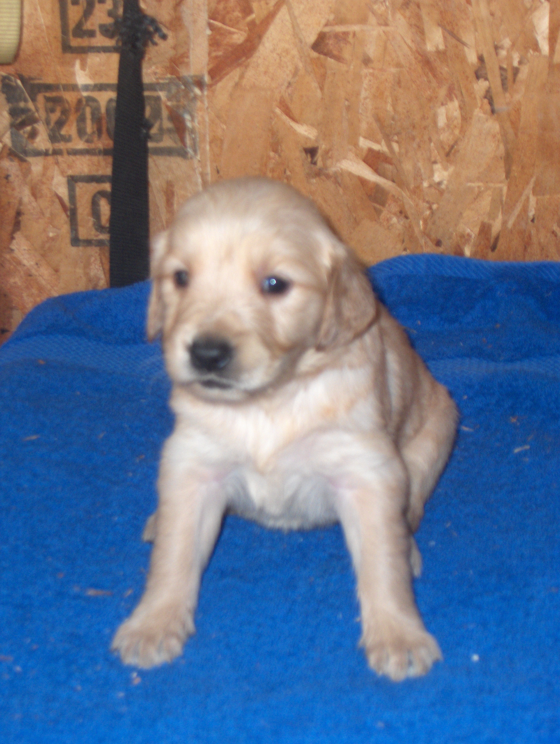 heidiHollypups4weeks015.JPG