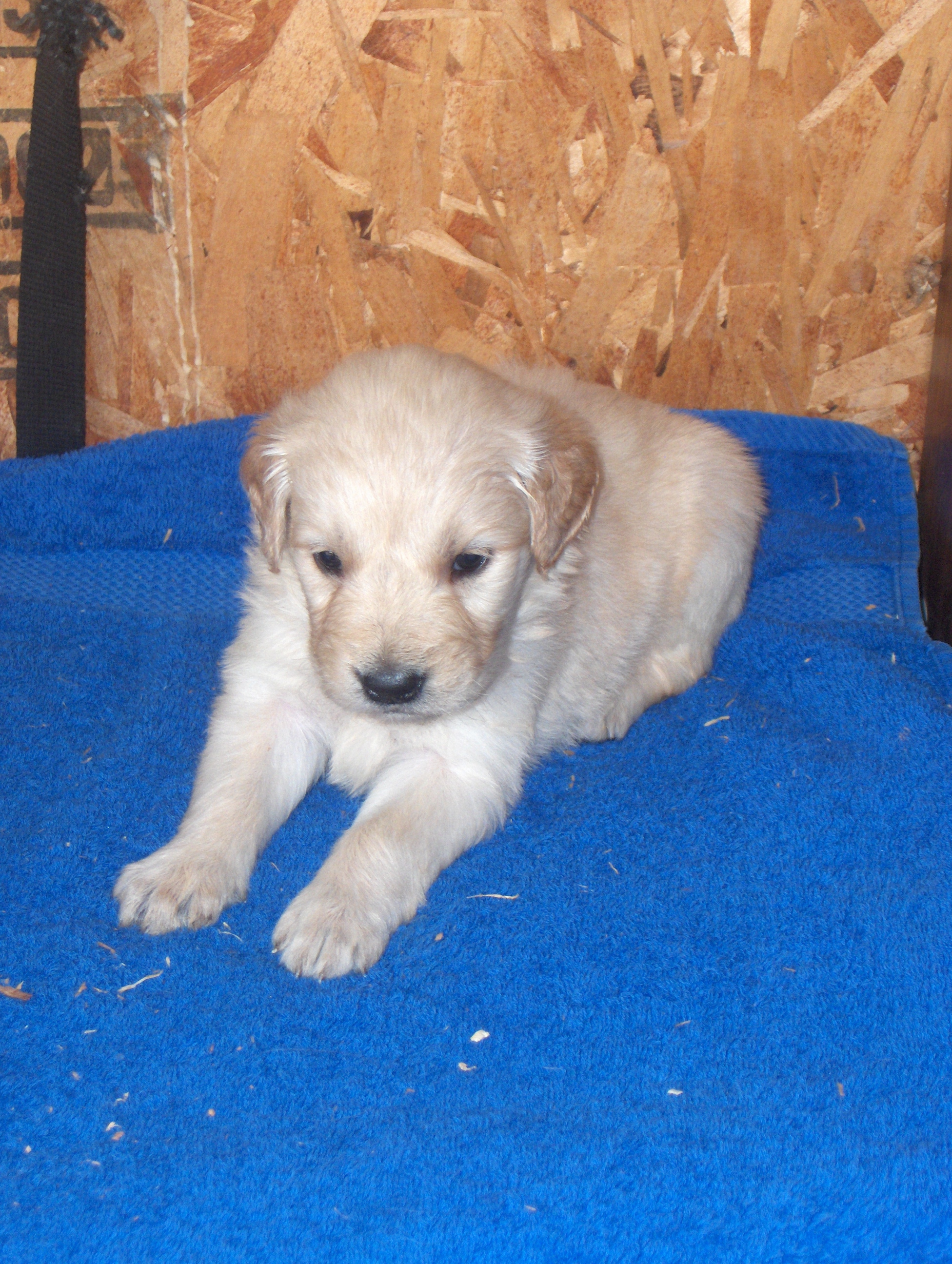 heidiHollypups4weeks015.JPG