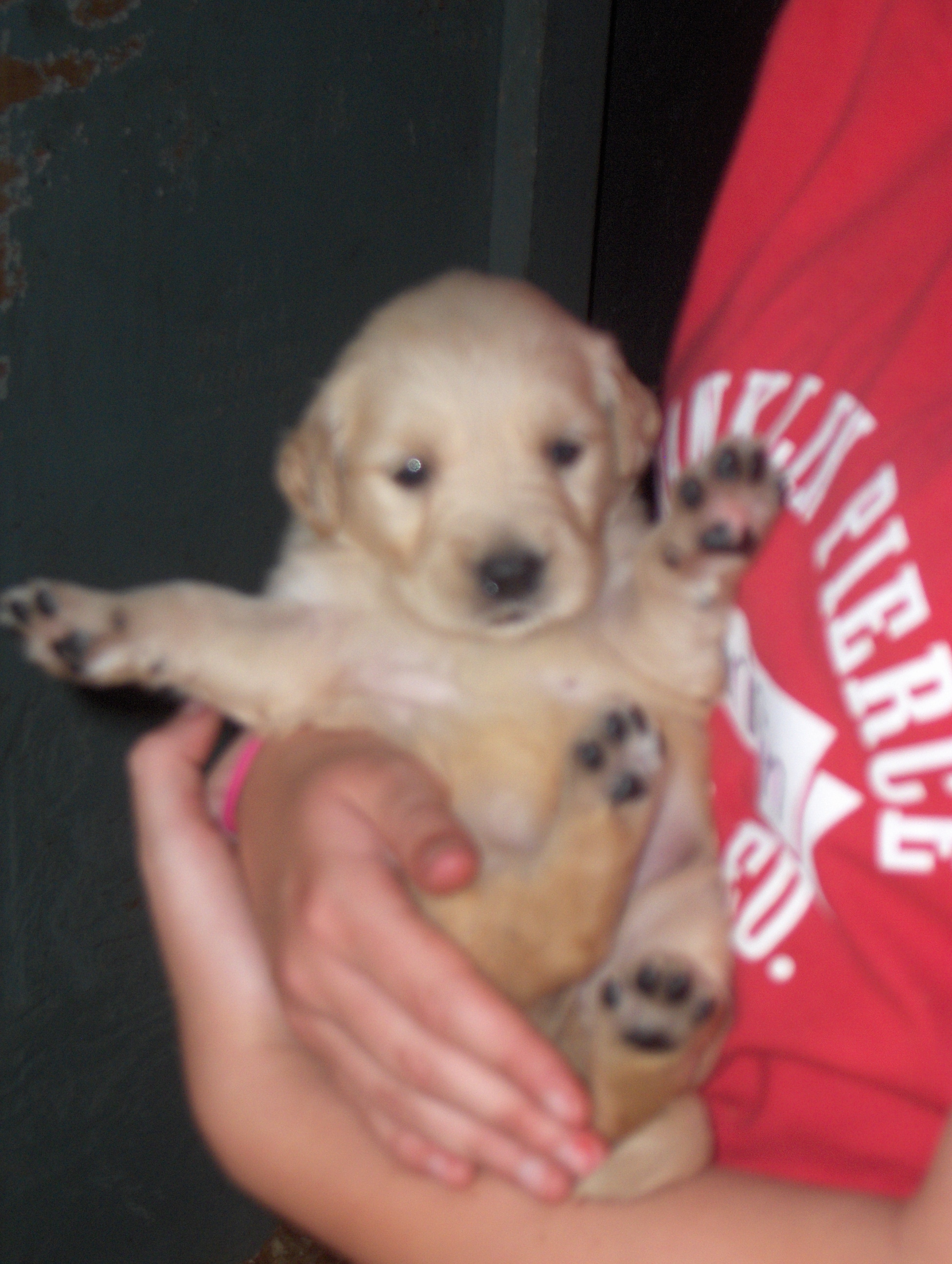 heidiHollypups4weeks003.JPG