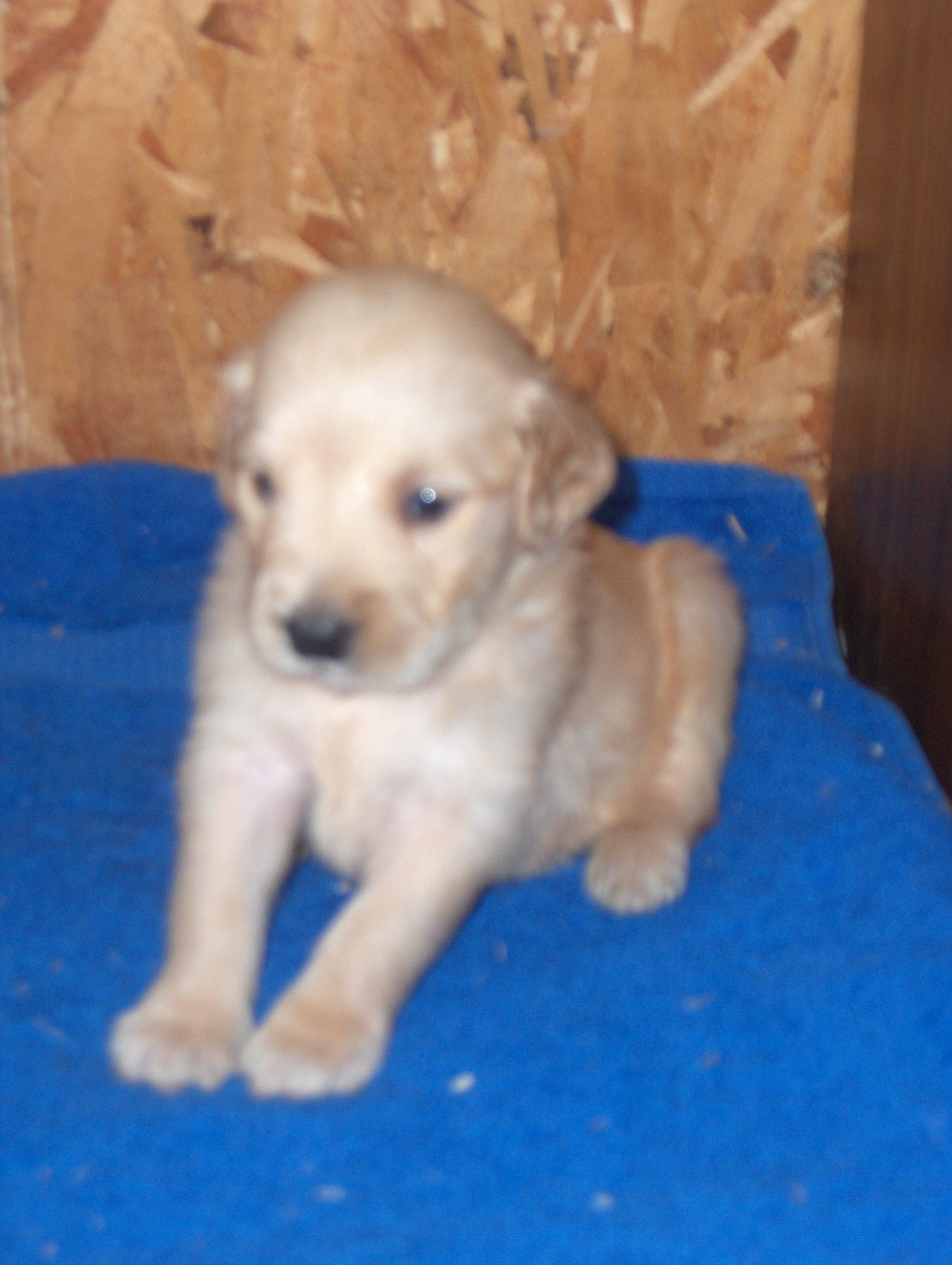 heidiHollypups4weeks015.JPG