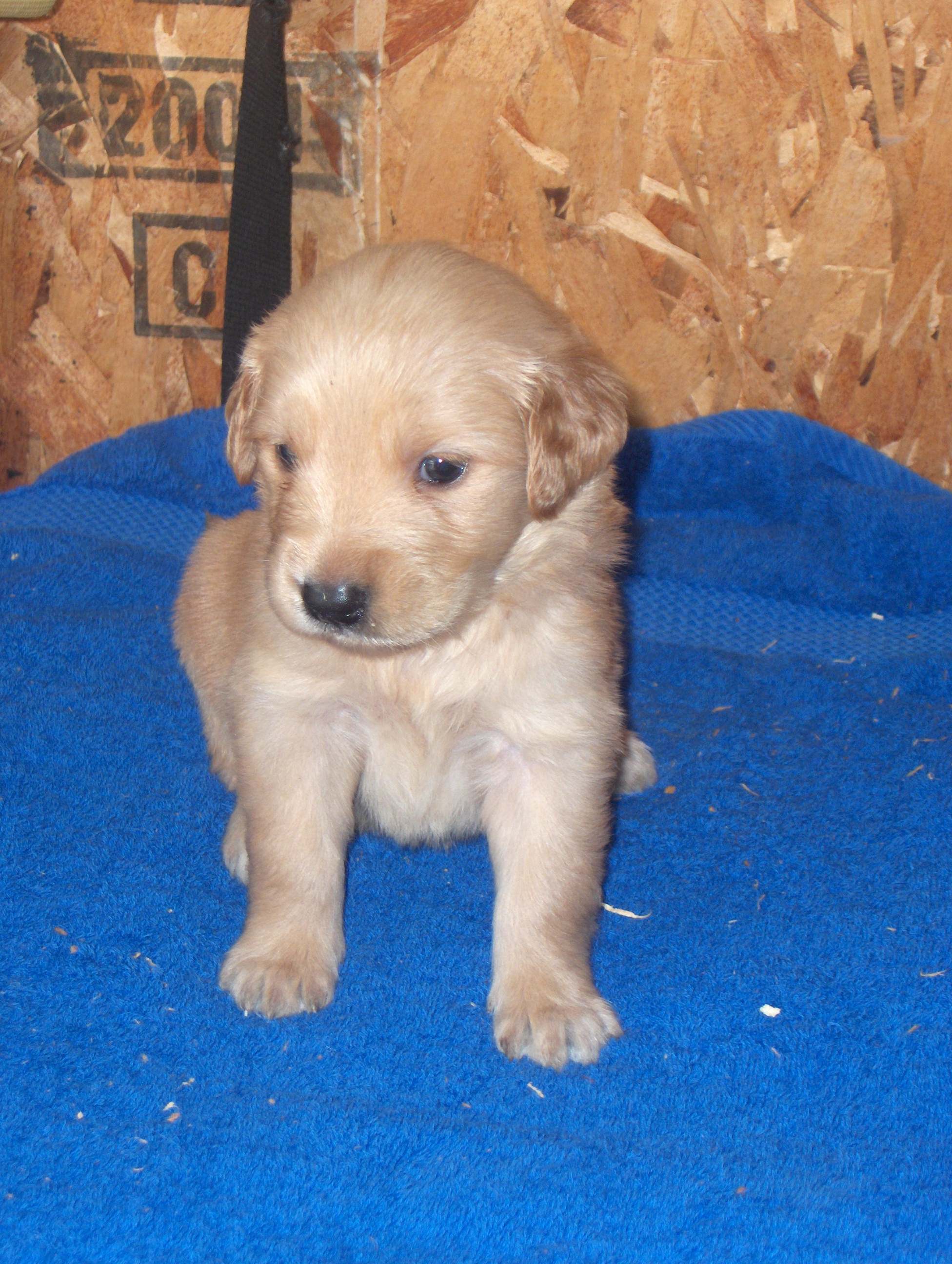 heidiHollypups4weeks015.JPG